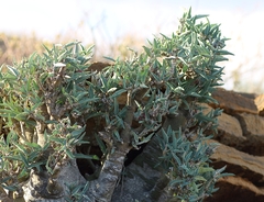 Adenia pechuelii image