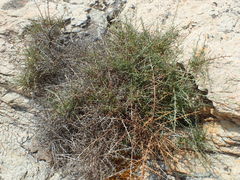 Genista corsica