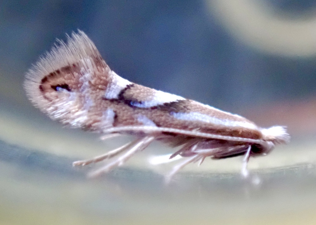 Phyllonorycter scudderella