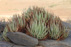 Aloe argenticauda image