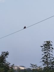 Streptopelia tranquebarica humilis