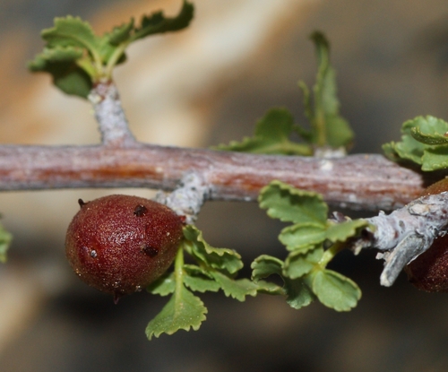 Commiphora dinteri