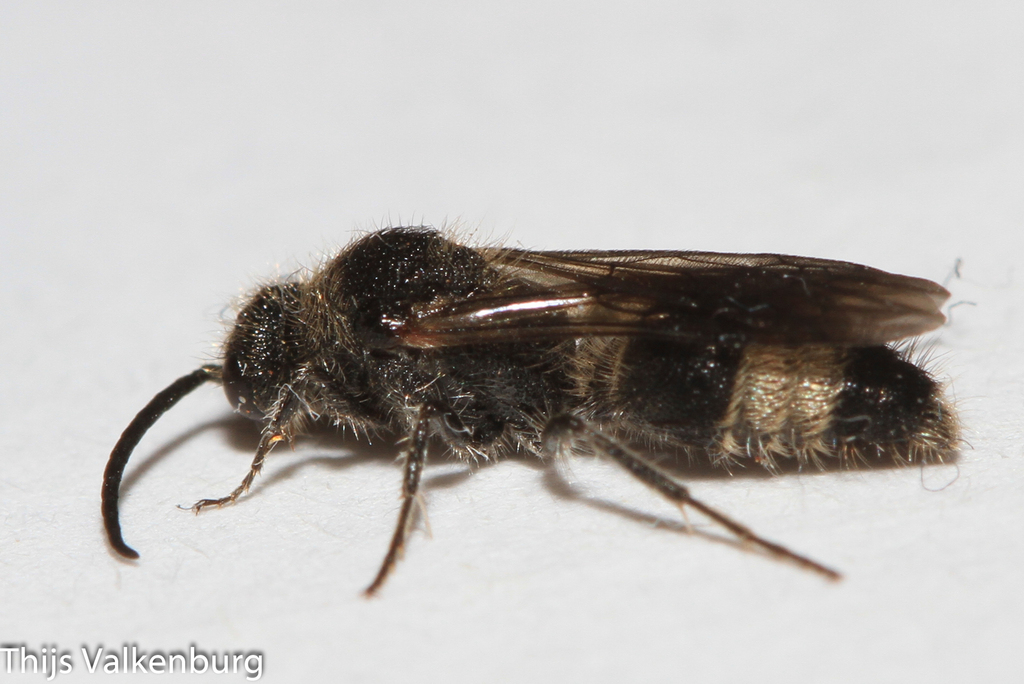 Ephutomma