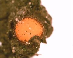 Scutellinia trechispora image