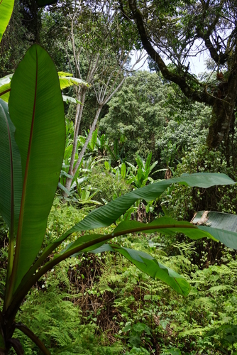 Ensete ventricosum image