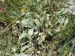 Anthyllis vulneraria rubriflora