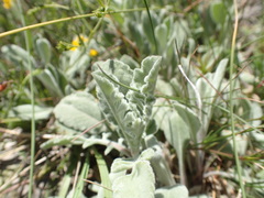 Anthyllis vulneraria rubriflora