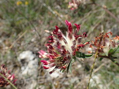 Anthyllis vulneraria rubriflora