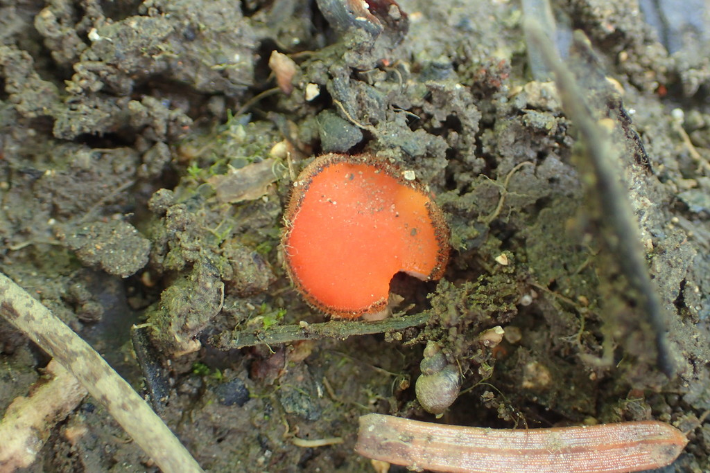 Scutellinia legaliae
