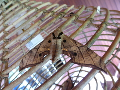 Ambulyx substrigilis