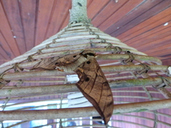 Ambulyx substrigilis