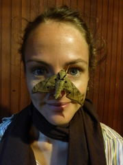 Ambulyx substrigilis