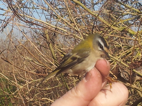 Regulus ignicapilla