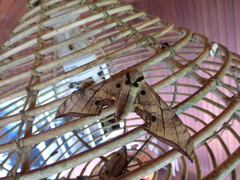 Ambulyx substrigilis