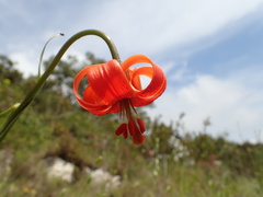 Lilium pomponium