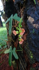 Macroptilium erythroloma