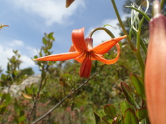 Lilium pomponium