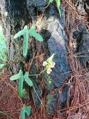 Macroptilium erythroloma