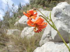 Lilium pomponium