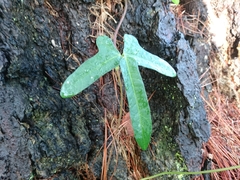 Macroptilium erythroloma