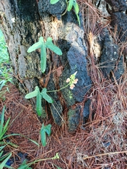 Macroptilium erythroloma