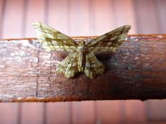 Fritillerinnys clathraria