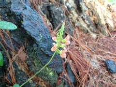 Macroptilium erythroloma