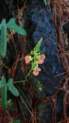 Macroptilium erythroloma