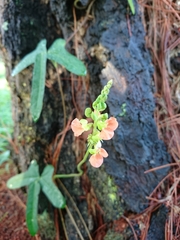 Macroptilium erythroloma