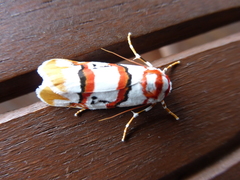 Cyana cruentata