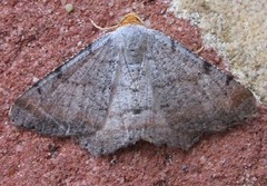 Macaria minorata