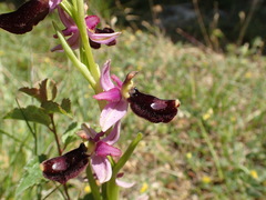 Ophrys bertolonii