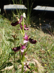 Ophrys bertolonii
