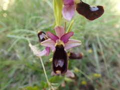 Ophrys bertolonii