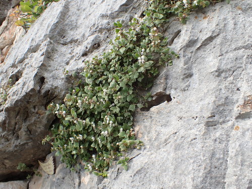 Acanthoprasium