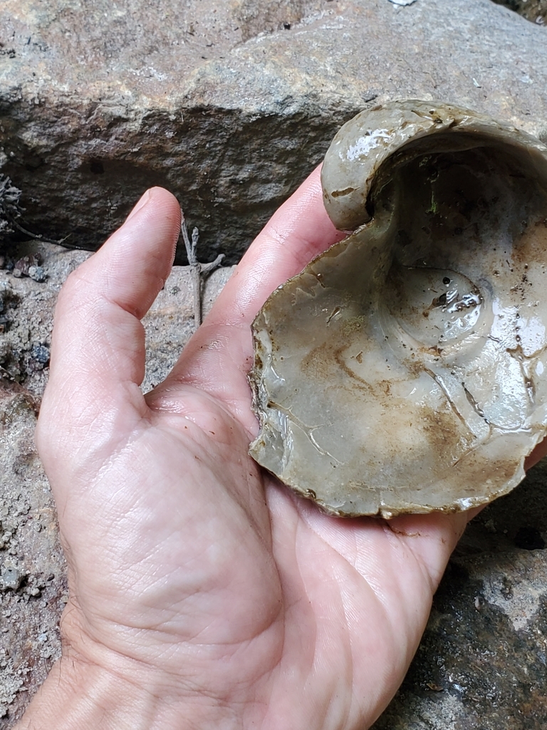Exogyra costata