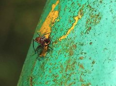 Myrmarachne formosana