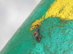 Myrmarachne formosana