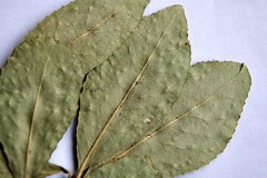 Elaeodendron