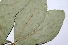 Elaeodendron