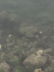 Trachinops caudimaculatus