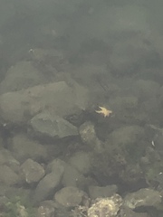 Trachinops caudimaculatus