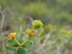 Euphorbia spinosa