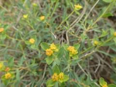 Euphorbia spinosa