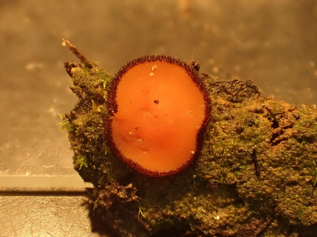 Scutellinia hirta