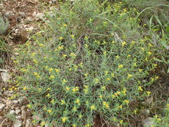 Euphorbia spinosa
