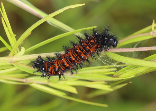 Baltimore Checkerspot photo 5