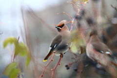 Bombycilla garrulus