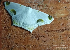 Sericoptera mahometaria