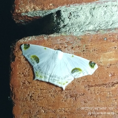 Sericoptera mahometaria
